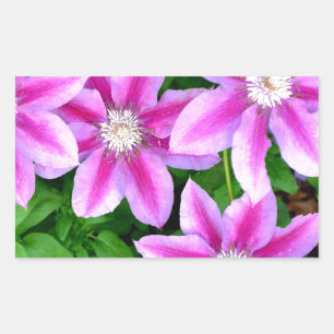 Pegatina Rectangular Clematis rosado y Oregano salvaje
