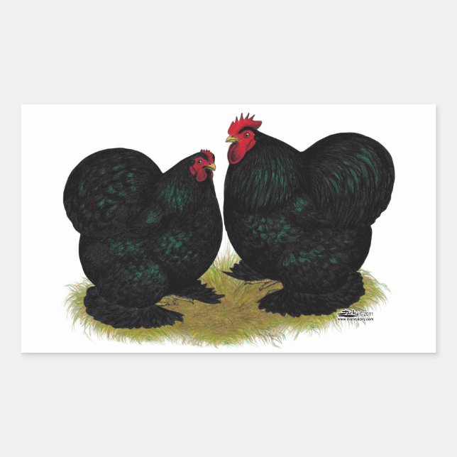Pegatina Rectangular Cochins Black Bantam Pair (Anverso)