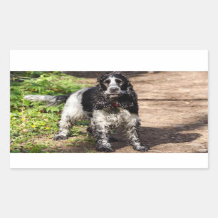 Pegatina Rectangular cocker spaniel negro roan lleno