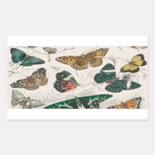 Pegatina Rectangular Colección de mariposa Mariposas antiguas