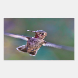Pegatina Rectangular Colibrí