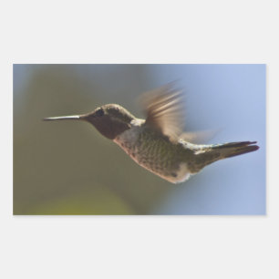 Pegatina Rectangular Colibrí en vuelo