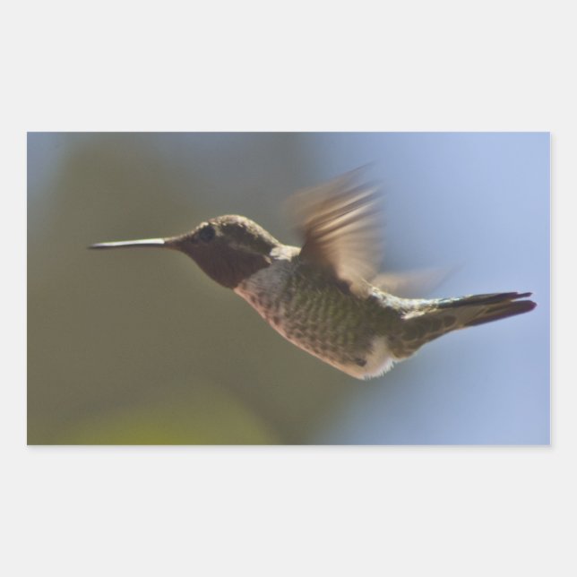 Pegatina Rectangular Colibrí en vuelo (Anverso)