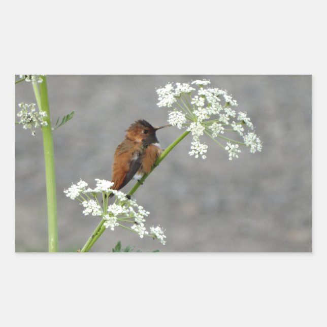 Pegatina Rectangular Colibrí sobre la flor de encaje de la Reina Ann (Anverso)