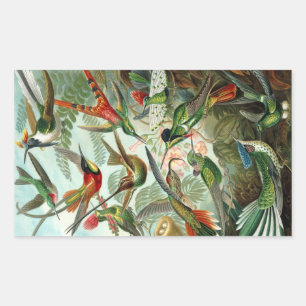 Pegatina Rectangular Colibrí (Trochilidae) de Haeckel Rectangle Sti