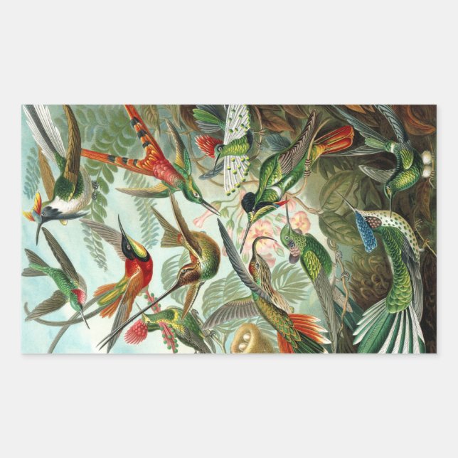 Pegatina Rectangular Colibrí (Trochilidae) de Haeckel Rectangle Sti (Anverso)