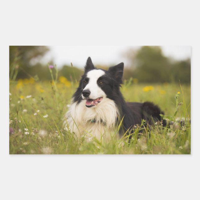 Pegatina Rectangular colisión fronteriza con flores silvestres (Anverso)