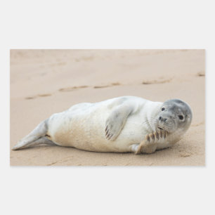 Pegatina Rectangular Colocación de focas en una playa