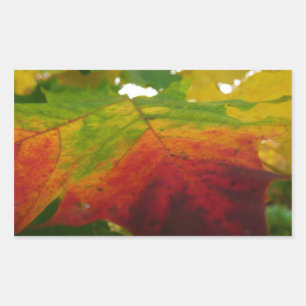Pegatina Rectangular Colores de la hoja de arce Fotografía de la natura