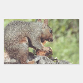 Pegatina Rectangular Comer ardillas