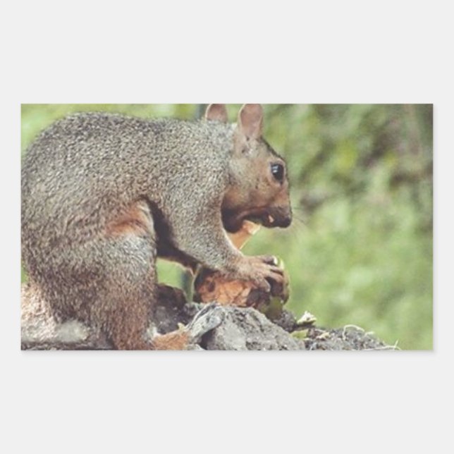 Pegatina Rectangular Comer ardillas (Anverso)