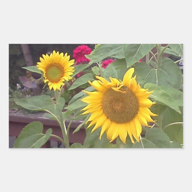 Pegatina rectangular con 2 girasoles (Anverso)