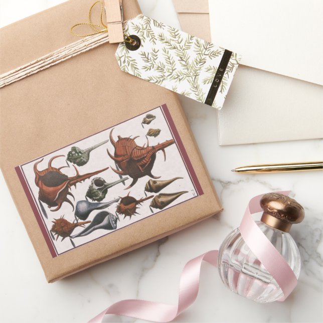 Pegatina Rectangular Conchas marinas, conchas marinas antiguas, vida ma (Regalar)