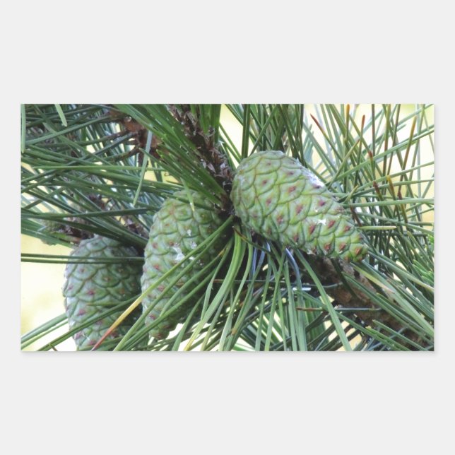 Pegatina Rectangular Cones Pine de vacaciones (Anverso)