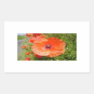 Pegatina Rectangular Coppies - Coquelicots
