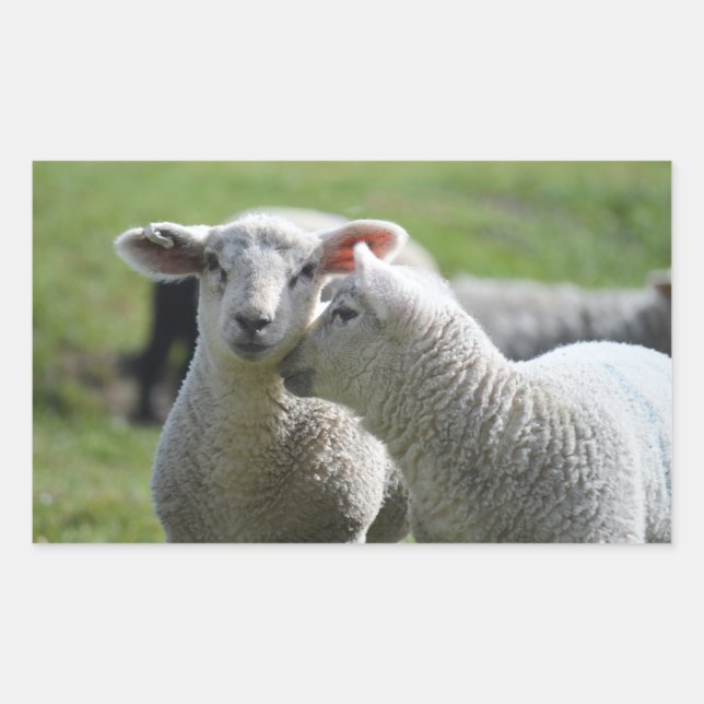 Pegatina Rectangular cordero (Anverso)