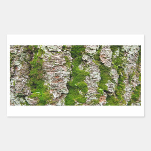 Pegatina Rectangular Corteza de árbol de pino con el musgo