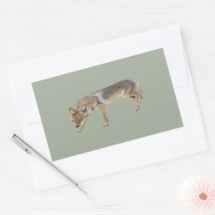 Pegatina Rectangular Coyote