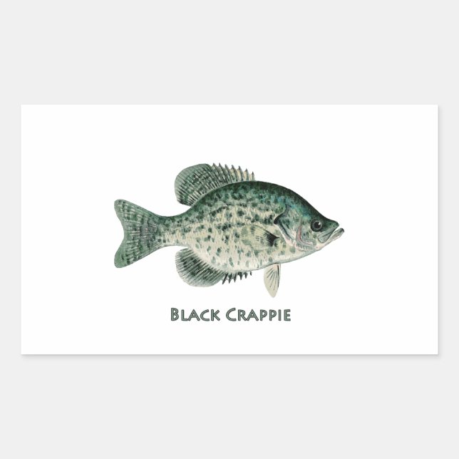 Pegatina Rectangular Crappie negro (Anverso)