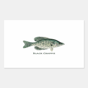 Pegatina Rectangular Crappie negro