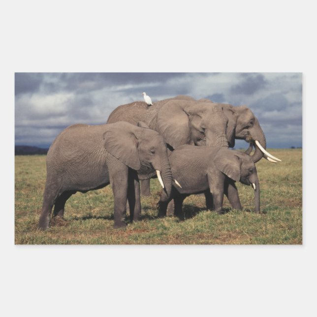 Pegatina Rectangular Cría de elefante africano con familia (Anverso)
