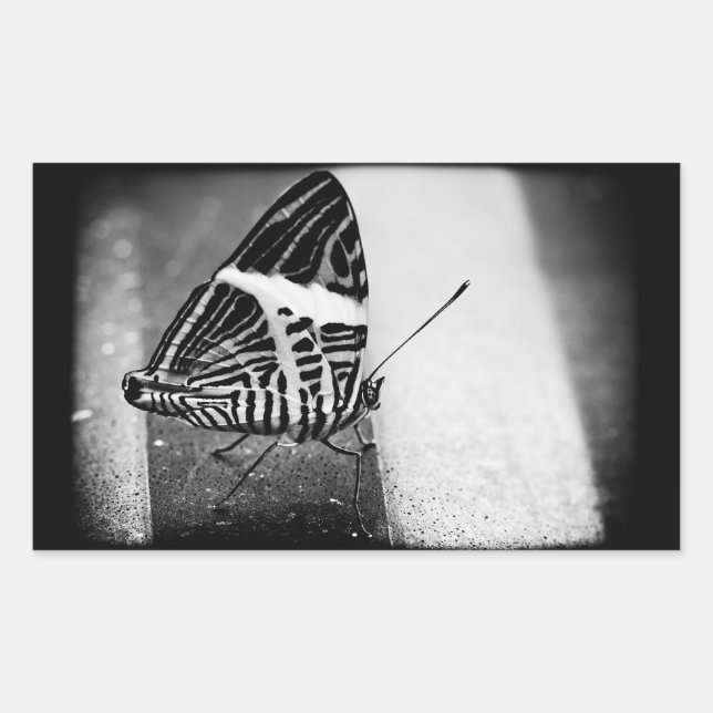 Pegatina Rectangular cruzamiento de mariposa (Anverso)
