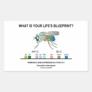 Pegatina Rectangular ¿Cuál es el plan de tu vida? (Expresión Genética)