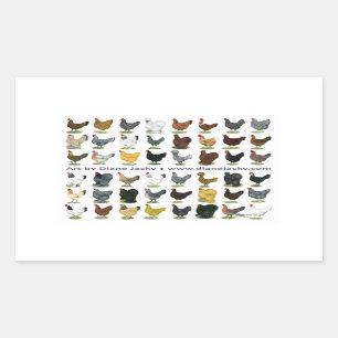 Pegatina Rectangular Cuarenta y ocho promos de la gallina