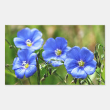 Cuatro hermosas flores naturales azules florecen K