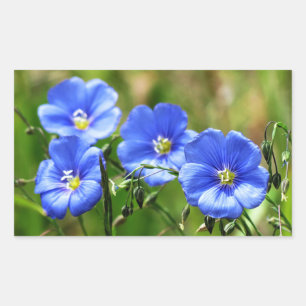 Pegatina Rectangular Cuatro hermosas flores naturales azules florecen K