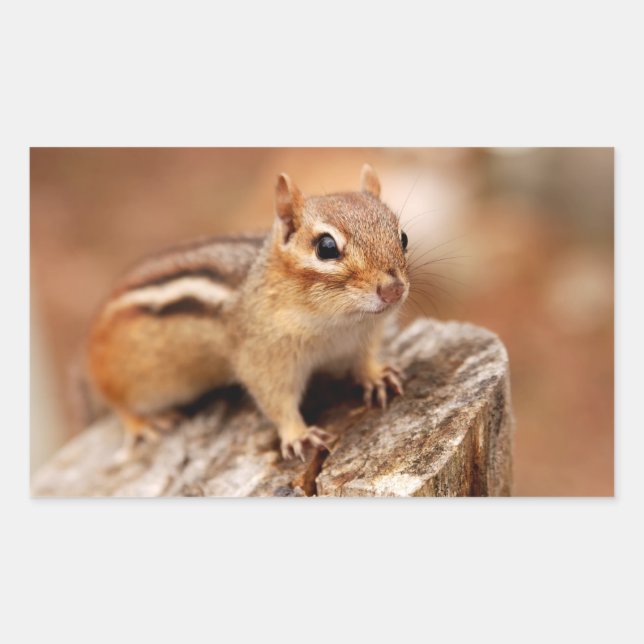 Pegatina Rectangular Cute Chipmunk Waiting (Anverso)