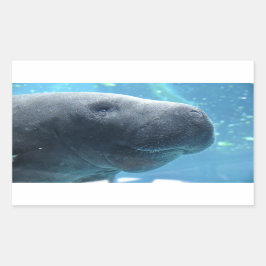 Pegatina Rectangular Cute Manatee mirando a tus Pegatinas