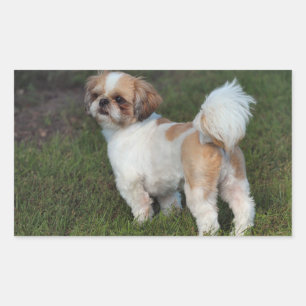 Pegatina Rectangular Cutest Shih Tzu