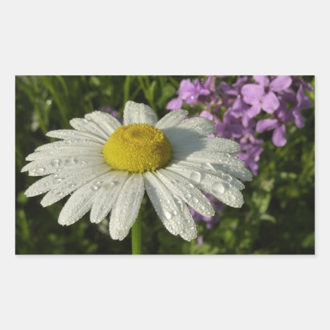 Pegatina Rectangular Daisy and Summer Lilac Wildflower (Anverso)