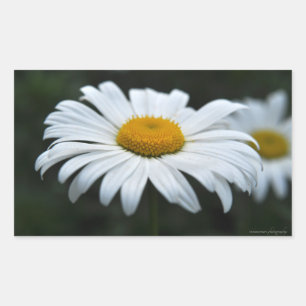 Pegatina Rectangular Daisy - Cara arriba