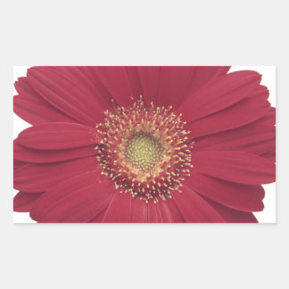 Pegatina Rectangular Daisy transvaal