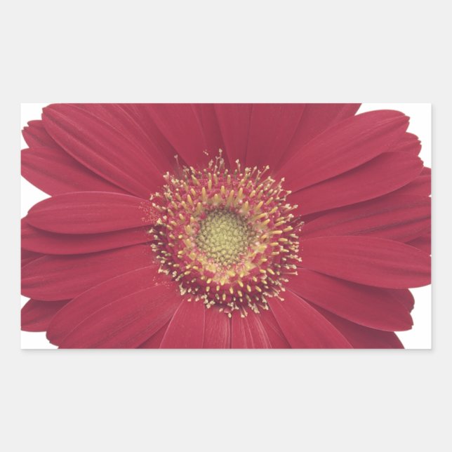 Pegatina Rectangular Daisy transvaal (Anverso)