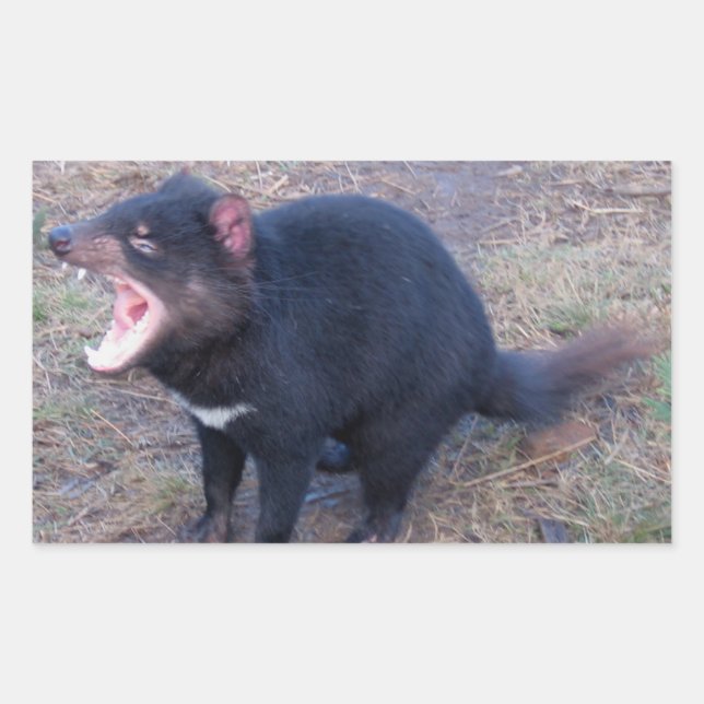 Pegatina Rectangular Demonio de Tasmania - Pegatinas (Anverso)