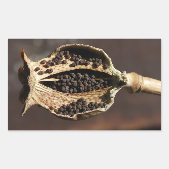 Pegatina Rectangular Dentro de un martillo de adormidera (Anverso)