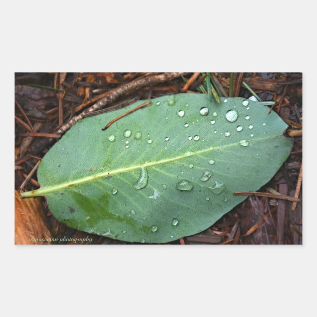 Pegatina Rectangular Dew Dappling Leaf (Anverso)