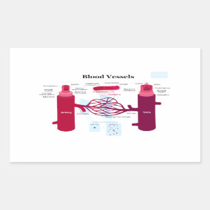 Pegatina Rectangular Diagrama de venas capilares de las arterias de los