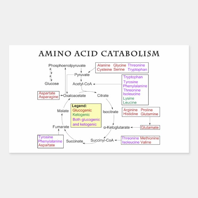 Pegatina Rectangular Diagrama del catabolismo del aminoácido (Anverso)