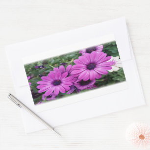 Pegatina Rectangular Diásisis moradas