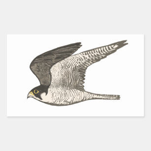 Pegatina Rectangular Dibujo de lápiz de color halcón peregrino