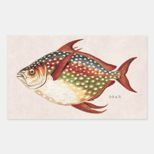 Pegatina Rectangular Dibujo tropical de los pescados de Opah de los