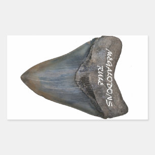 Pegatina Rectangular Diente del tiburón de Megalodon