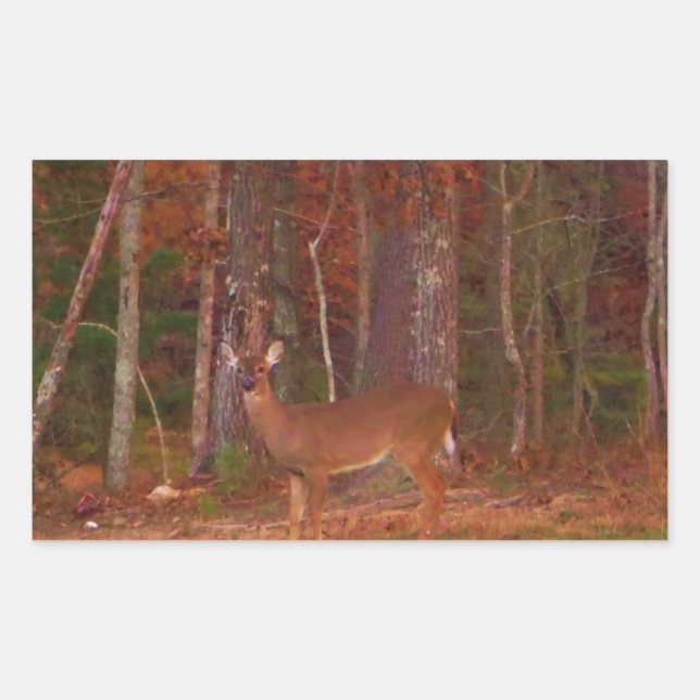 Pegatina Rectangular Doe a Deer in Lake Arrowhead (Anverso)