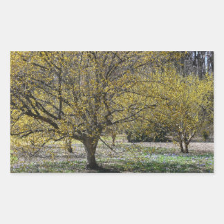 Pegatina Rectangular Dogwood de cerezo corneliano y gloria de la nieve