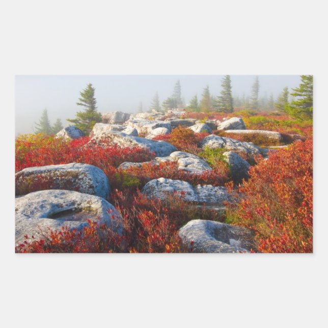 Pegatina Rectangular Dolly Sods Wilderness Cae Escenario Con Niebla (Anverso)