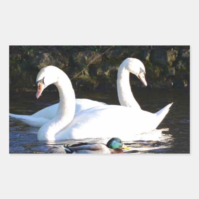 Pegatina Rectangular Dos Cisnes Y Un Pato (Anverso)